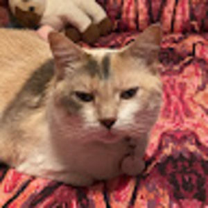 Meet your Posher, Sue